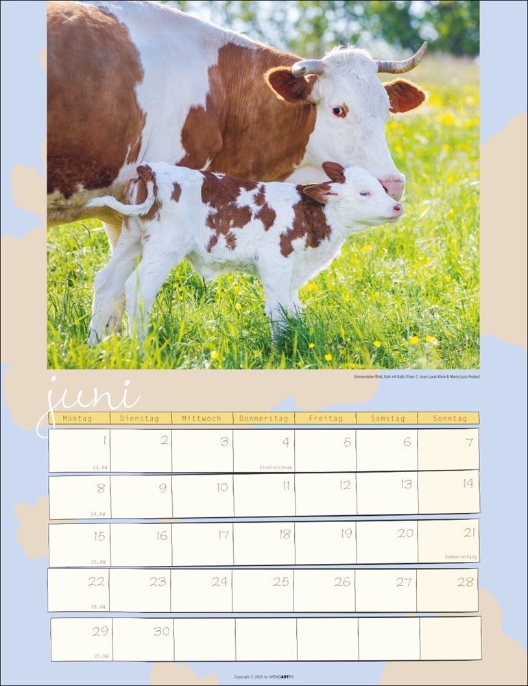Kuh Kalender Kuh Kalender