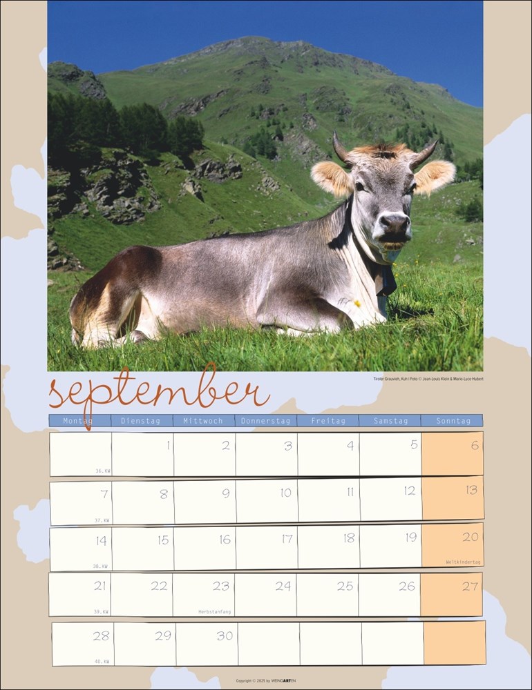 Kuh Kalender Kuh Kalender