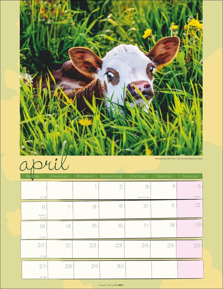 Kuh Kalender Kuh Kalender