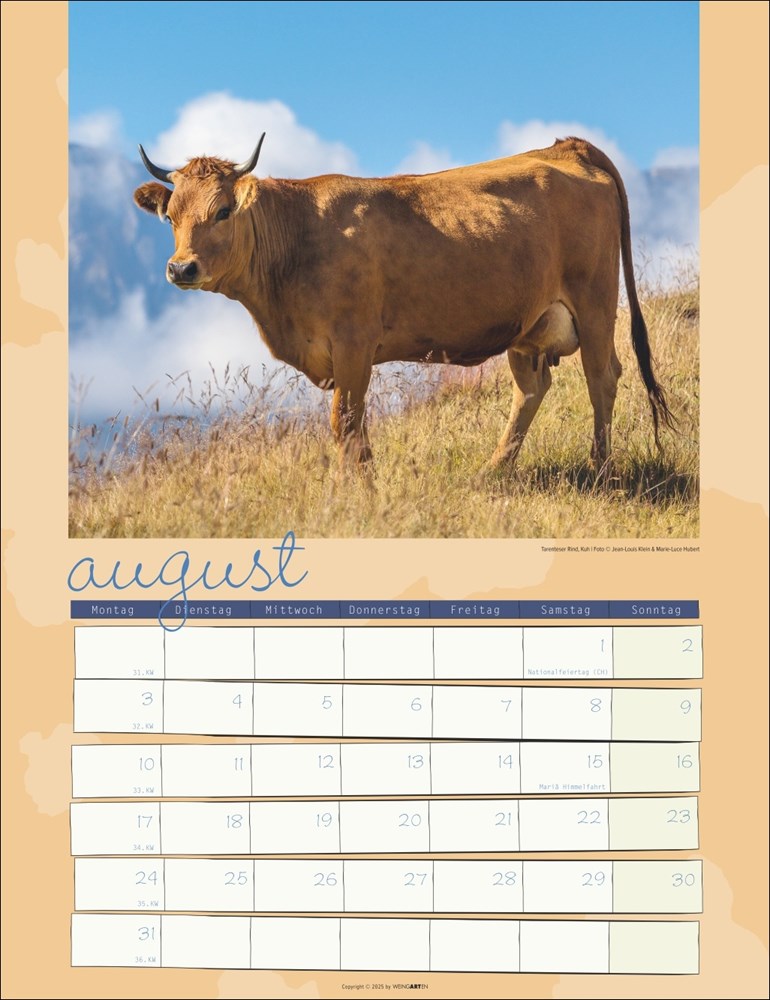 Kuh Kalender Kuh Kalender