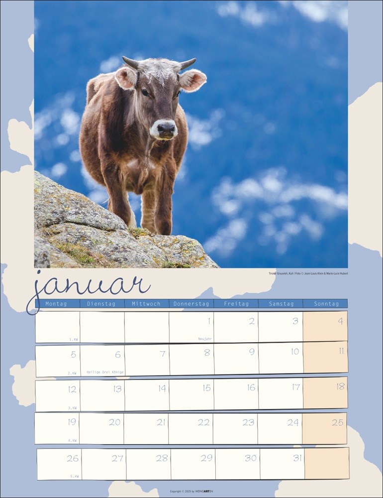 Kuh Kalender Kuh Kalender