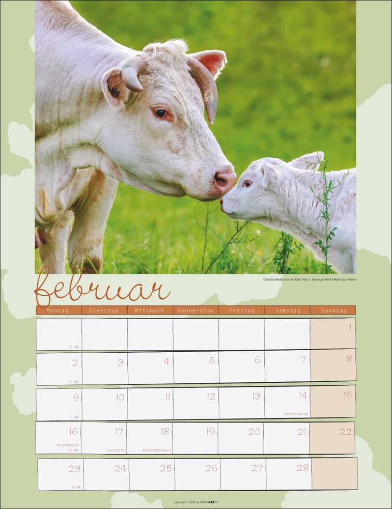 Kuh Kalender Kuh Kalender