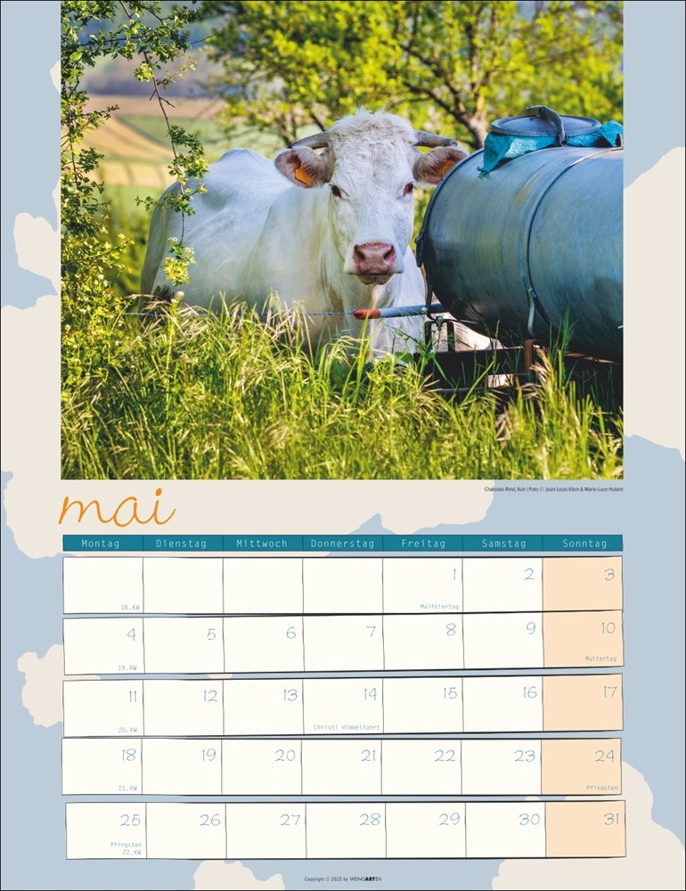 Kuh Kalender Kuh Kalender