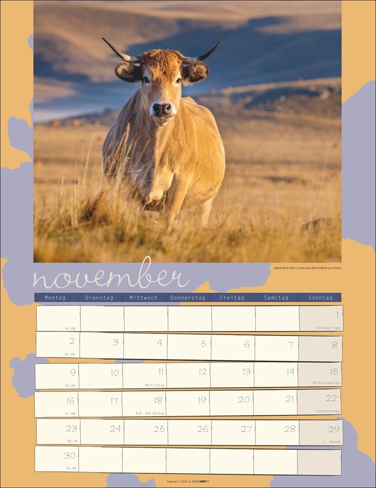 Kuh Kalender Kuh Kalender